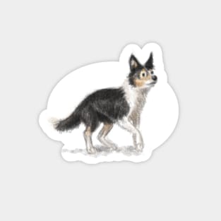 Collie Dog Sticker